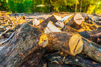 Close-up of leaves on wooden log in forest