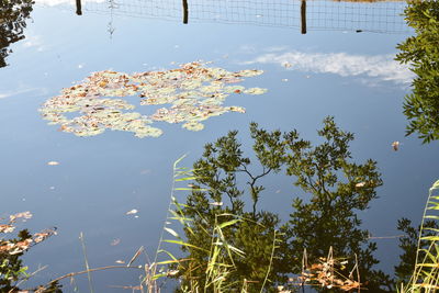 Reflection of trees in lake against sky