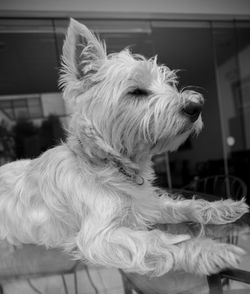 Close-up of a dog looking away at home