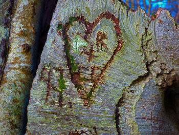 Close-up of tree trunk