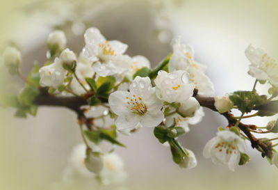 Close-up of white cherry blossoms