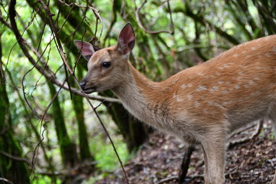 Deer in a forest