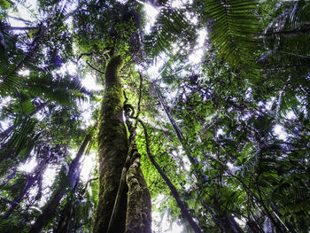 Low angle view of trees in forest