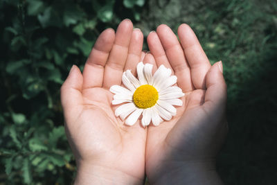 Close-up of hands holding flower