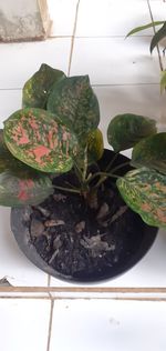 High angle view of potted plant on table