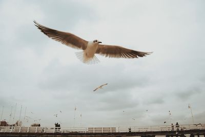 Low angle view of seagulls flying in sky