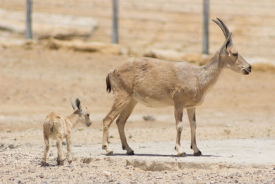 Deer standing on field