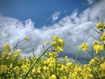 Yellow flowering plants on field against sky