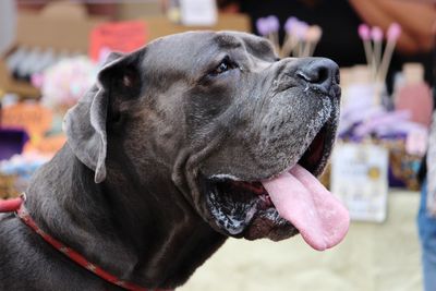 Close-up of a dog