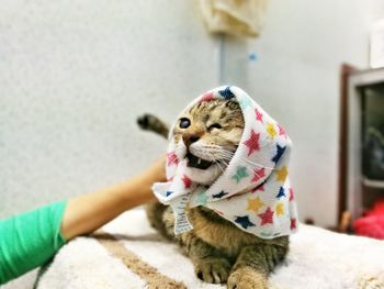 Cropped hand pampering cat covered in napkin on bed