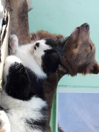 High angle view of two cats