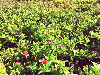 Full frame shot of white flowers