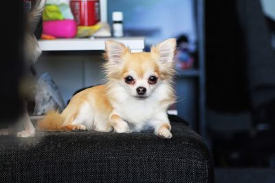 Close-up portrait of a dog at home