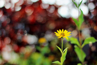 Close-up of yellow flowering plant