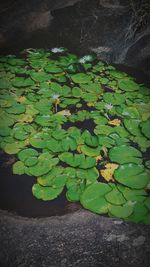 High angle view of leaf on water