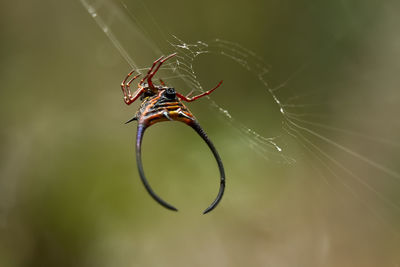 Horned spider on web