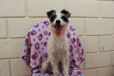 Portrait of dog sitting on chair