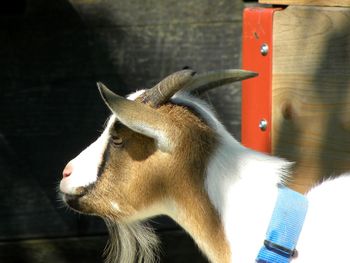 Close-up of goat