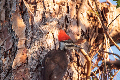 Bird perching on a tree