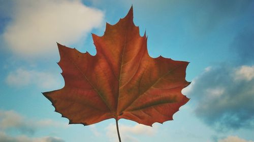 Low angle view of maple leaf against sky