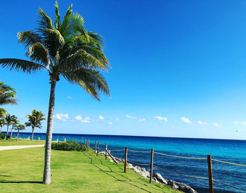 Palm trees on beach against blue sky