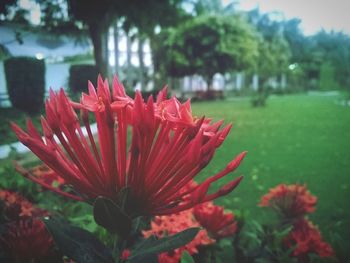 Close-up of red flowers
