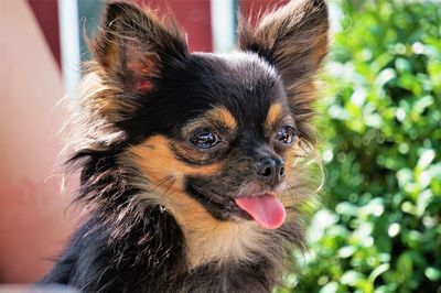 Close-up portrait of dog