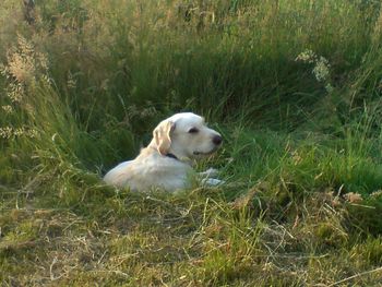 Dog grazing on grassy field