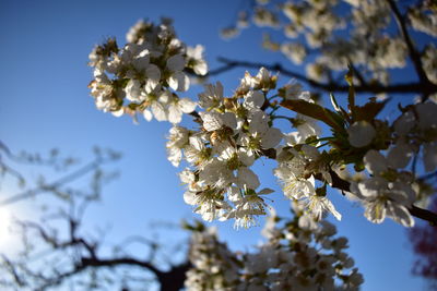 Low angle view of cherry blossoms against sky