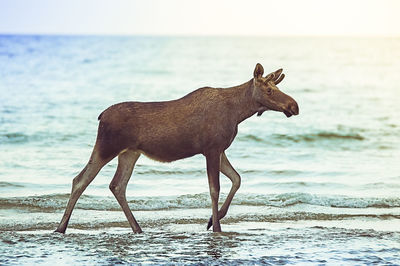 Side view of horse on beach