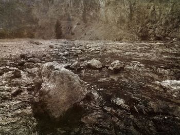 Stream in forest