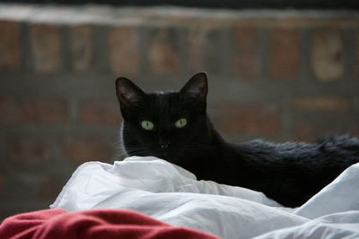 Close-up portrait of black cat at home