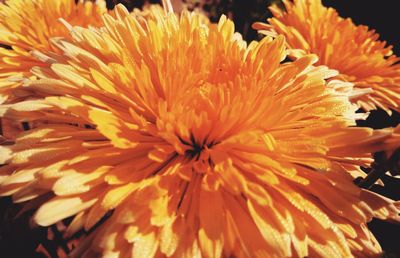 Close-up of yellow flowers blooming outdoors