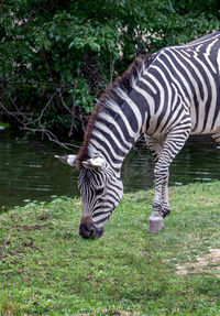 Zebra on field