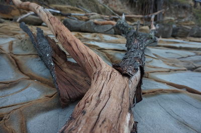 Close-up of log on tree trunk