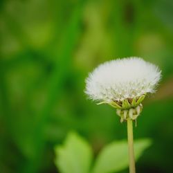 Close-up of white dandelion flower