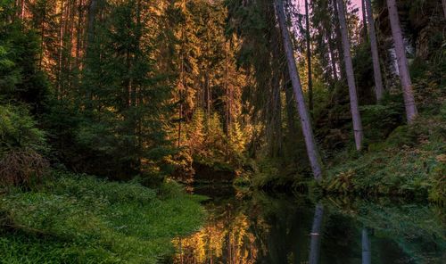 Trees by lake in forest