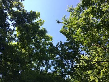 Low angle view of trees against clear sky