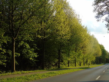 Trees against sky