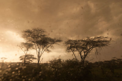 Trees on landscape against sky