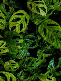 Full frame shot of plants monstera adansonii