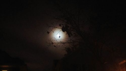 Low angle view of bare trees at night