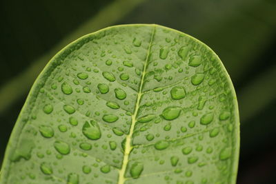 Close up shot of water drops in the green leafs on the garden, rain drops on the green leafs