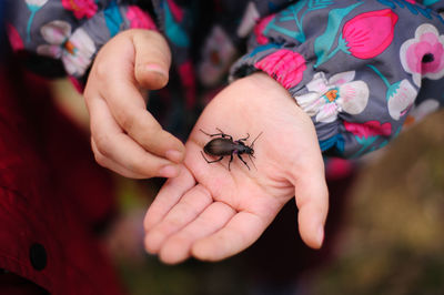 Close-up of insect on hand