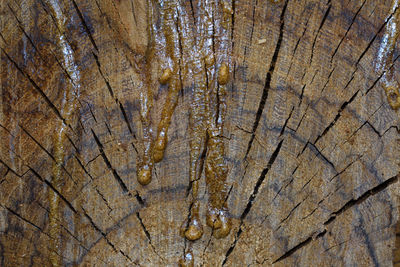 Full frame shot of tree stump