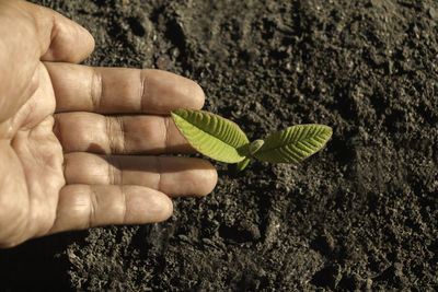 soil