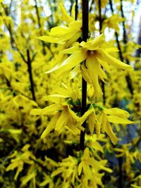 Close-up of yellow flowering plant