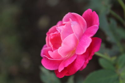 Close-up of pink flower blooming outdoors