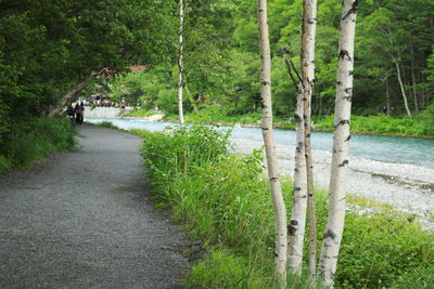 Narrow pathway along trees