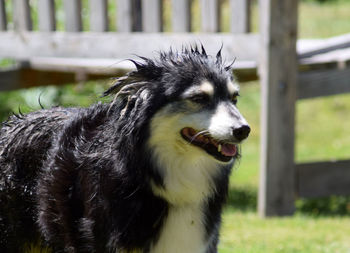 Close-up of dog looking away